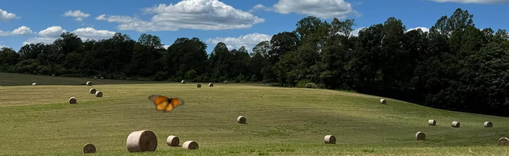 Butterfly, clouds and hay bales